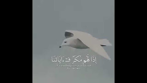 آيات تحث على التأمل والتفكر من القرآن الكريم 🌷 عبد الرحمن مسعد 💖 حالات واتس اب دينية قصيرة مؤثرة