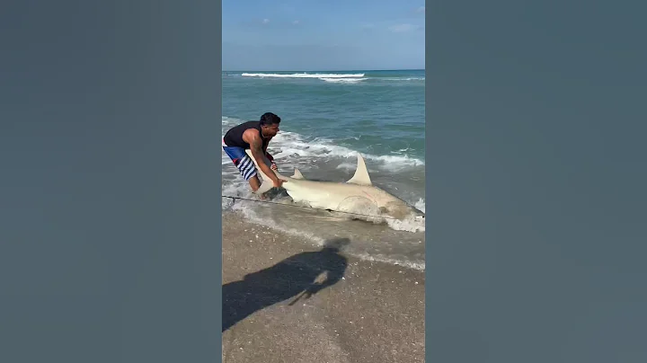 💥Shark Fishing 101 w/ @Swellpro💥 #shorts #ny #beach #fish #fishing #florida #longisland #shark