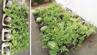 You will be crazy about this method of growing watermelon at home