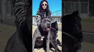This Girl Handles TWO Cane Corsos Like a BOSS! 💪🐶 #shorts #dogs  #dogshorts #dogvideos #canecorso
