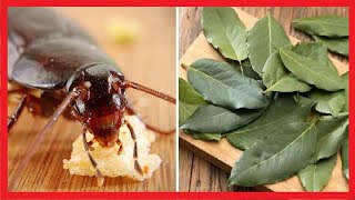 3 capcane care elimină gândacii pentru totdeauna fără produse toxice