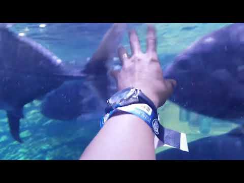 Dubai Aquarium Underwater Zoo | Dubai Mall