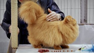 CFA International Cat Show 2018  Persian kitten class judging  Solids.2