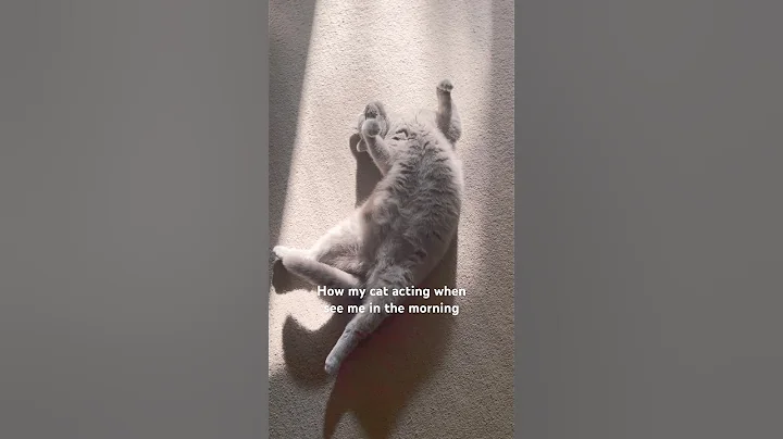 Video 11627881: british shorthair cat cutecat, british shorthair cat breed, british shorthair cat enjoying, british shorthair cute cat, shorthair cat britishshorthair, cat enjoying sun