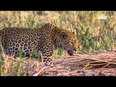 the leopard: an ambush expert