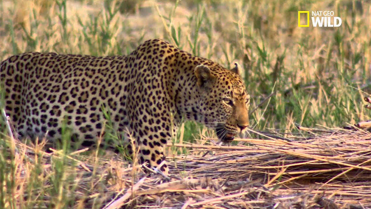le léopard : un expert en embuscade