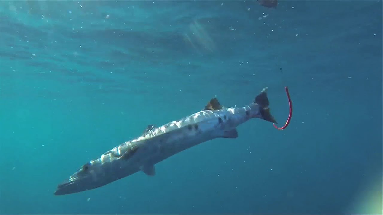 Fishing Report - October South Carolina Offshore Deep Sea Fishing