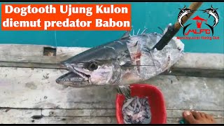 Mancing Dogtooth Ujung Kulon