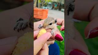 Squirrel #viral #cute #shortsfeed #pnjabisong #education #knowledge #sorabhjoshivlogs #animals