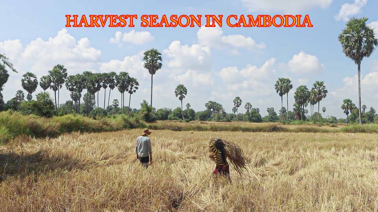 Day in the Life of Simple Farmer in Harvest Season || Cambodia Farmer Life [ Khmer rural post ]