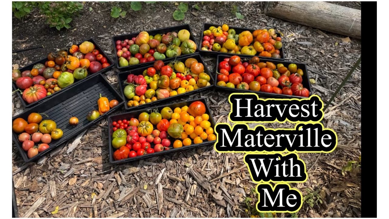 Materville’s First Massive Harvest 