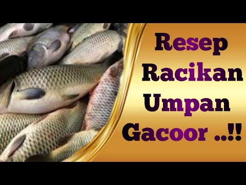 resep-racikan-umpan-gacoor