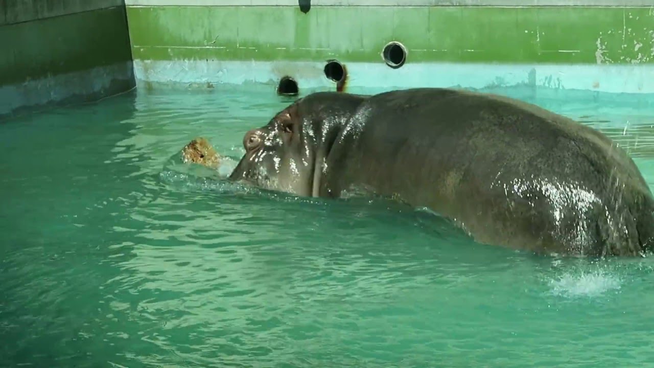 1 April 2016 Hippo at Fukuoka zoo, Hakata, Japan - YouTube