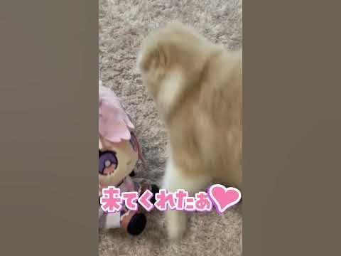 [Vtub] 博衣こよ廢片