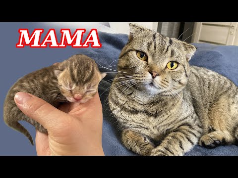 Кошка рожает котят! Видео про кошку! Трогательный момент!