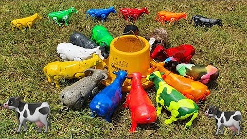 MENEMUKAN SAPI LUCU, SAPI WARNA WARNI, SAPI JOGET, SAPI KARTUN, SAPI MOO, SAPI BESAR, SAPI LIMOSIN