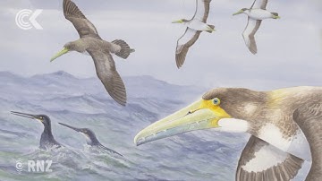 Fossil of ancient bony-toothed bird found in Canterbury