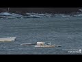 Belugas &amp; water spouts on Naknek River 23Apr2023