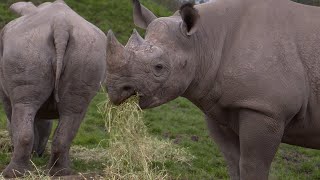 Rhino | Weird Animal Searches | BBC Studios