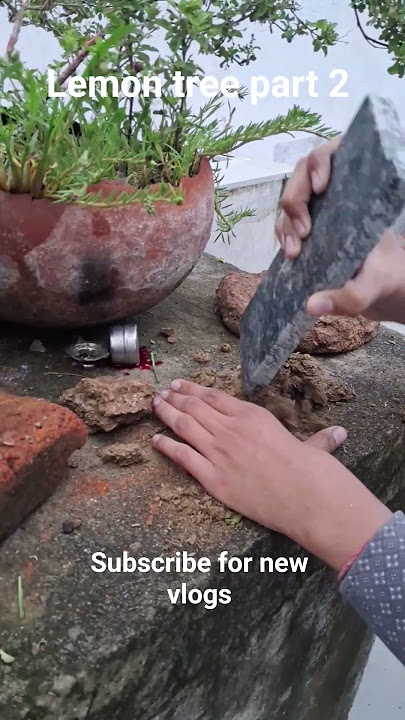 protin for lemon tree part 2 #lemon #shorts #tree #viralvideo