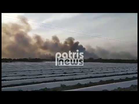 Κουνουπέλι: Μεγάλη πυρκαγιά στο δάσος της Στροφυλιάς - Καίγεται σπάνιο οικοσύστημα