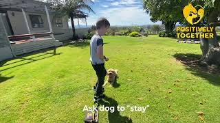 Hide & seek treats! A game for dogs