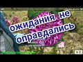 Эти Георгины меня разочаровали. Ожидание/реальность.