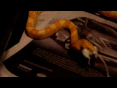 Corn Snake (Elaphe Guttata) Feeding Video Part One