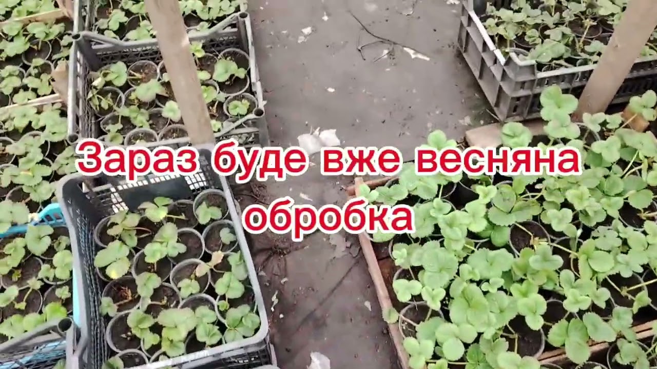 Провели реконструкцію розсадника