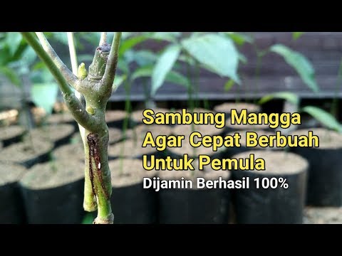 Video: Cara Memasang Pelayan Mangga Siap Pakai