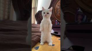 POV: You Just Lost to Your Cat Again 😂