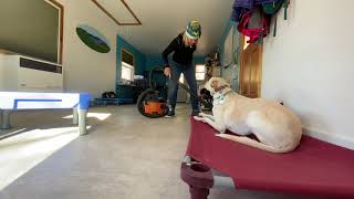 Housecleaning and dog training. Win-win situation.