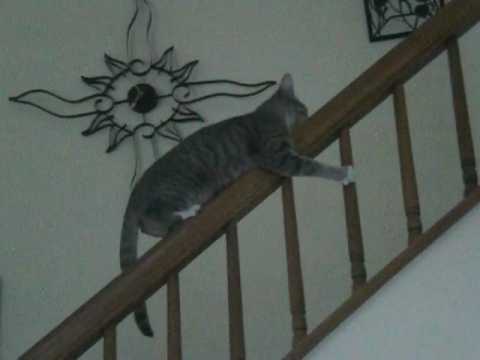 Cat Balances On Banister - Hilarious!