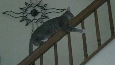 Cat Balances On Banister
