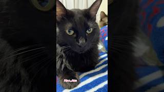 Su amor incondicional es un regalo🥰#pets #catshorts #cat #catvideos #shorts  #shortvideo #kitten
