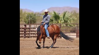 Lot #35 Tish ★ 𝗔𝗹𝗹- 𝗔𝗿𝗼𝘂𝗻𝗱 𝗙𝗮𝗺𝗶𝗹𝘆 $ 𝗘𝗮𝗿𝗻𝗲𝗿 Gelding at The League of Legends Invitational Horse Sale