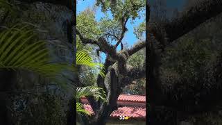 The Ancient Spanish Monastery 