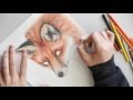 Red Fox Colored Pencil Drawing