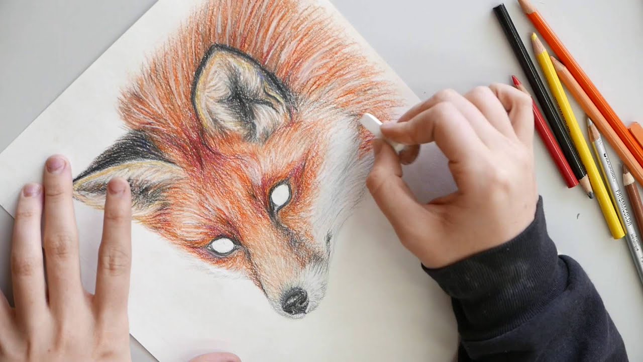 Red Fox Colored  Pencil  Drawing  YouTube