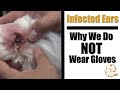 Cleaning Infected Ears | Why We Do NOT Wear Gloves