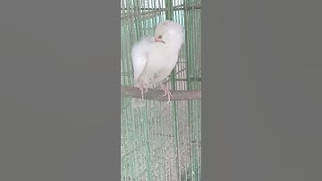 Beautiful pair of Java | Birds Fusion #Shorts