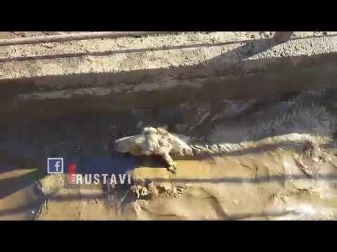 ცხვრების ბანვა | bathing sheep