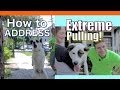 How to Train your Dog to NOT PULL on a Leash! EXTREME LEASH PULLING, BARKING, LUNGING and JUMPING!