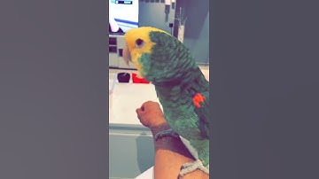 ببغاء دبل هيد امازوني يقرأ سورة الاخلاص