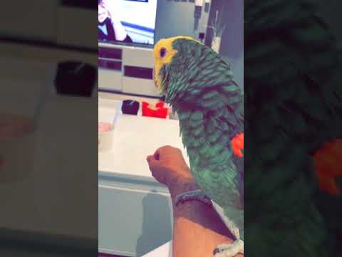ببغاء دبل هيد امازوني يقرأ سورة الاخلاص