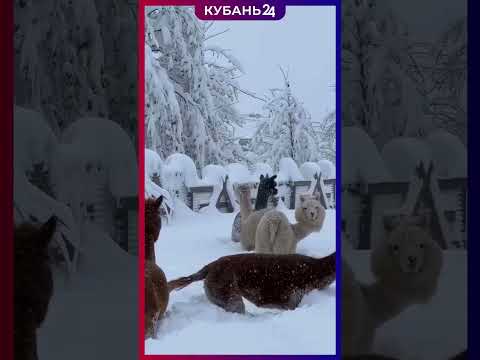 Видео: Пушистые альпаки резвятся в сугробах в горах Сочи