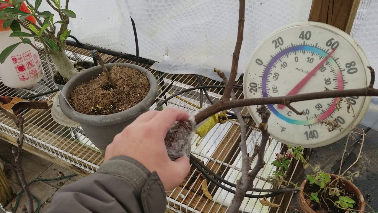 Growing Figs in the Winter YouTube