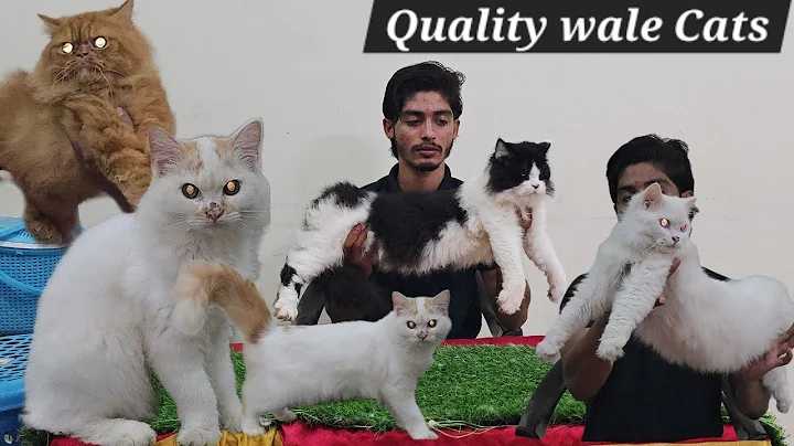 Video 11355811: quality persian cat, persian cattery, persian kitten, pet farms