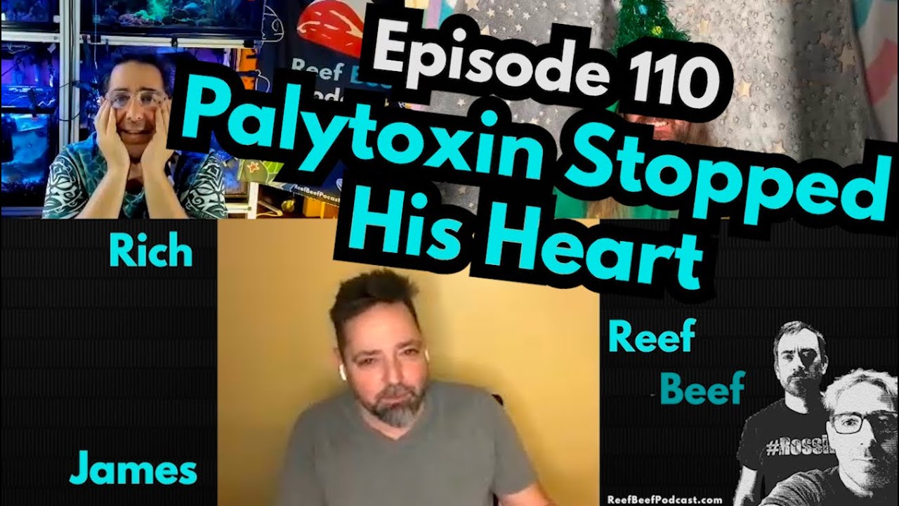 Palytoxin Stopped His Heart - Episode 110 - Reef Beef Podcast.
In this episode we talk to James Biggers about his adventures in tank maintenance including having his heart stopped for 4 minutes by Palytoxin.

Thank you to our sponsors:
Saltwater Aquarium: https://tinyurl.com/RBSaltwaterAquarium
Saltwater Aquarium Wholesale: https://tinyurl.com/SWAWholesale
PolypLab: https://www.polyplab.com/
Champion Lighting: https://www.championlighting.com/
Champion Lighting Wholesale: https://www.championlightingdealer.com/

Links:
Lemon’s Paper: https://oceansciencefoundation.org/josf/josf21c.pdf
MASNA Palytoxin Article: https://masna.org/masna-education/palytoxin/
Merch is now available! https://reefbeefpodcast.com/merch/
Join our Discord: https://discord.gg/reefbeef
Get notified of new episodes by receiving an email from Reef Beef! https://reefbeefpodcast.com/notify/
Get our help / advice: https://reefbeefpodcast.com/consult/
Buy Reef Beef a Beer! https://reefbeefpodcast.com
Become a Member: https://reefbeefpodcast.com/membership

Time Stamps

00:00:00 Intro
00:01:20 How is Richard?
00:08:00 How is Ben?
00:11:59 SPONSOR: SaltwaterAquarium.com
00:13:50 Welcome James
00:24:20 SPONSOR: Champion Lighting
00:26:43 Palythoa in a client’s tank
00:36:37 SPONSOR: PolypLab
00:38:36 GO TO THE DOCTOR
00:45:31 Insights from James
00:56:47 Thanks James!
00:59:10 Bloopers

#ReefBeef #Palytoxin #Palythoa