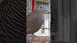 Burung Tekukur Punya Suara Topcer Yang Jernih Untuk Umpan Yang Langsung Bereaksi Resimi